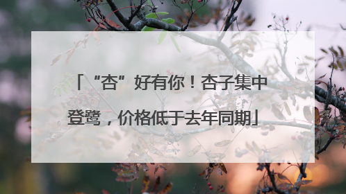 “杏”好有你！杏子集中登鹭，价格低于去年同期