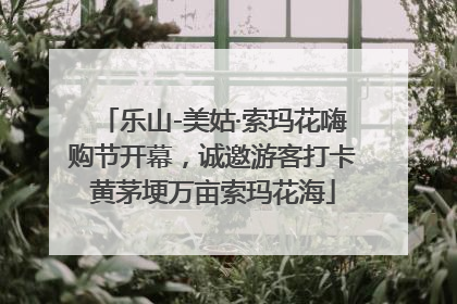 乐山-美姑·索玛花嗨购节开幕，诚邀游客打卡黄茅埂万亩索玛花海