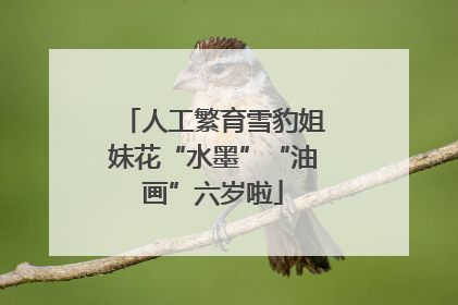 人工繁育雪豹姐妹花“水墨”“油画”六岁啦