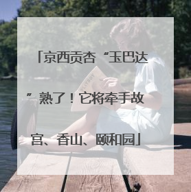 京西贡杏“玉巴达”熟了！它将牵手故宫、香山、颐和园