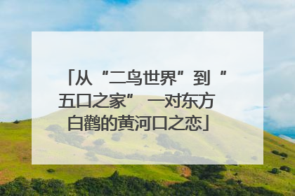 从“二鸟世界”到“五口之家” 一对东方白鹳的黄河口之恋