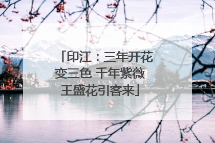 印江：三年开花变三色 千年紫薇王盛花引客来