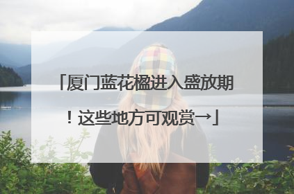 厦门蓝花楹进入盛放期！这些地方可观赏→