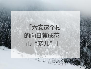 六安这个村的向日葵成花市“宠儿”