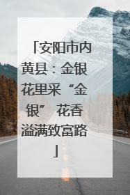 安阳市内黄县：金银花里采“金银” 花香溢满致富路