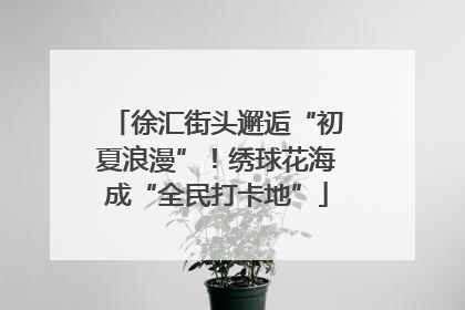 徐汇街头邂逅“初夏浪漫”！绣球花海成“全民打卡地”