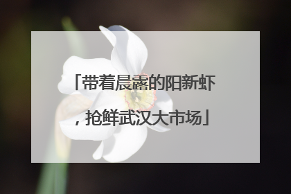 带着晨露的阳新虾，抢鲜武汉大市场
