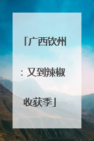 广西钦州：又到辣椒收获季