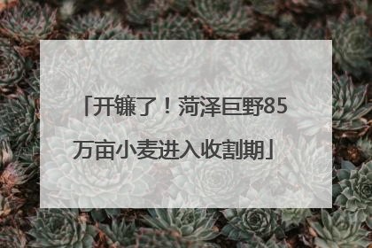 开镰了！菏泽巨野85万亩小麦进入收割期