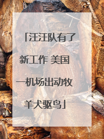 汪汪队有了新工作 美国一机场出动牧羊犬驱鸟