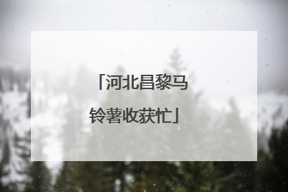 河北昌黎马铃薯收获忙