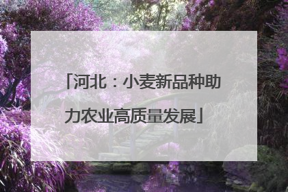 河北：小麦新品种助力农业高质量发展
