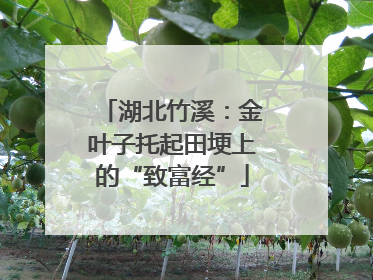 湖北竹溪：金叶子托起田埂上的“致富经”