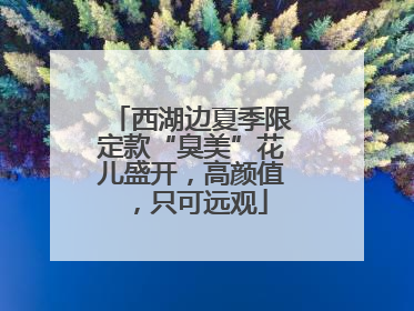 西湖边夏季限定款“臭美”花儿盛开，高颜值，只可远观