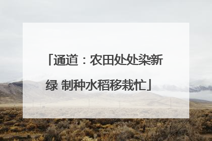 通道：农田处处染新绿 制种水稻移栽忙