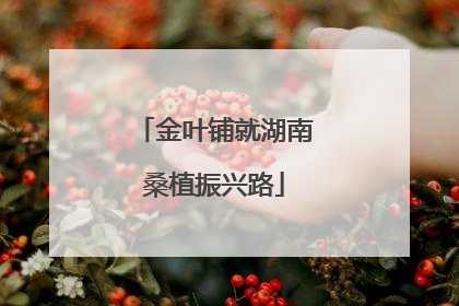 金叶铺就湖南桑植振兴路