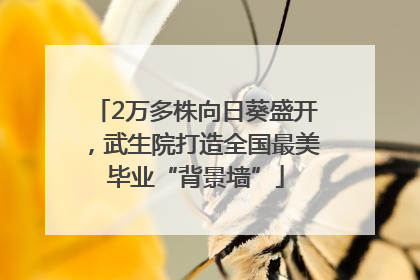 2万多株向日葵盛开，武生院打造全国最美毕业“背景墙”